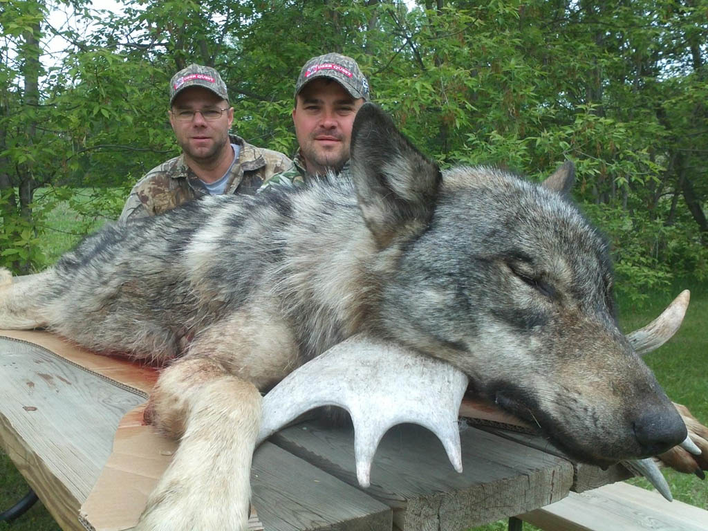 Alberta wolves