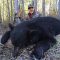 Alberta black bear hunting