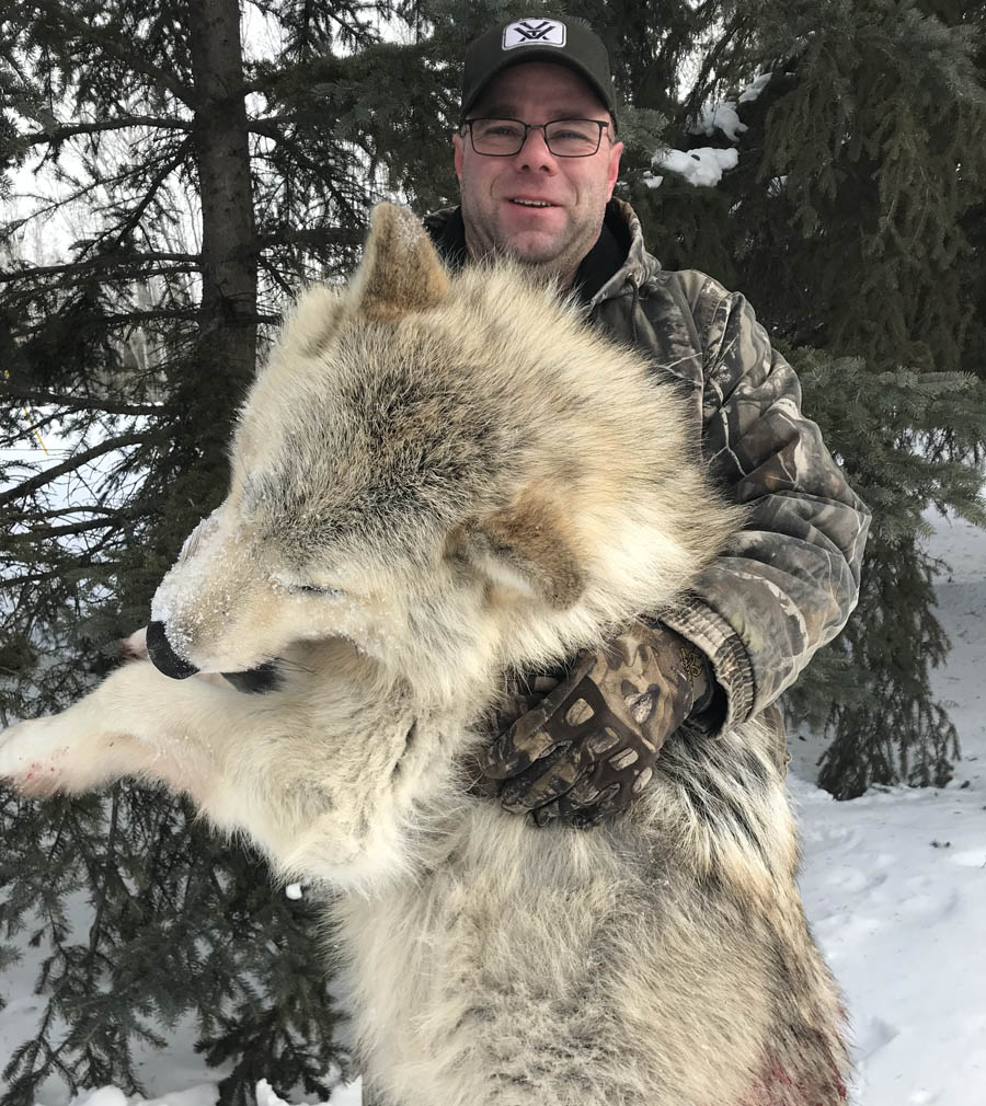 alberta wolf hunting